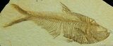 Great Fossil Fish Diplomystus - Inches #47-1